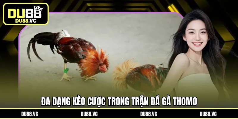 Đa dạng kèo cược trong trận đá gà Thomo