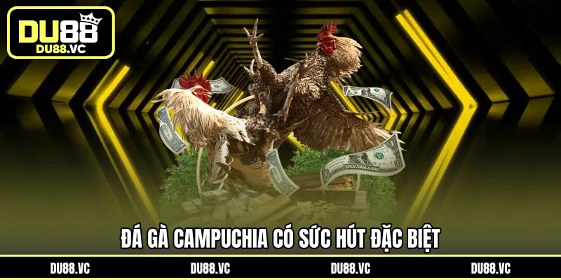 Đá gà Campuchia có sức hút đặc biệt 