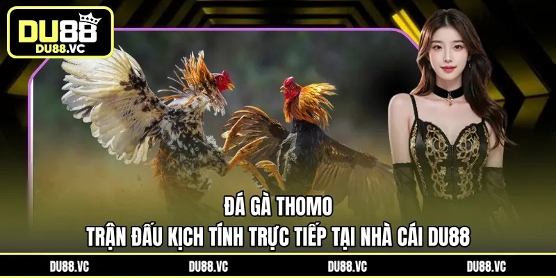 đá gà Thomo