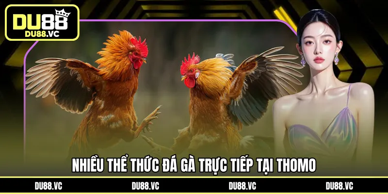 Nhiều thể thức đá gà trực tiếp tại Thomo